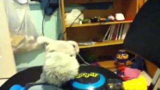 Dog love bone bop it 2