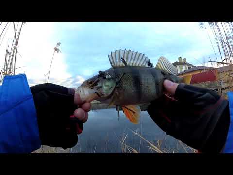 Зимний жор окуня/Ловля на ультралайт 25.12.2017