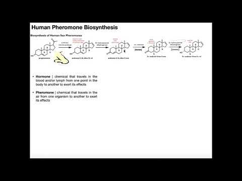Human Pheromones | Biosynthesis & Function