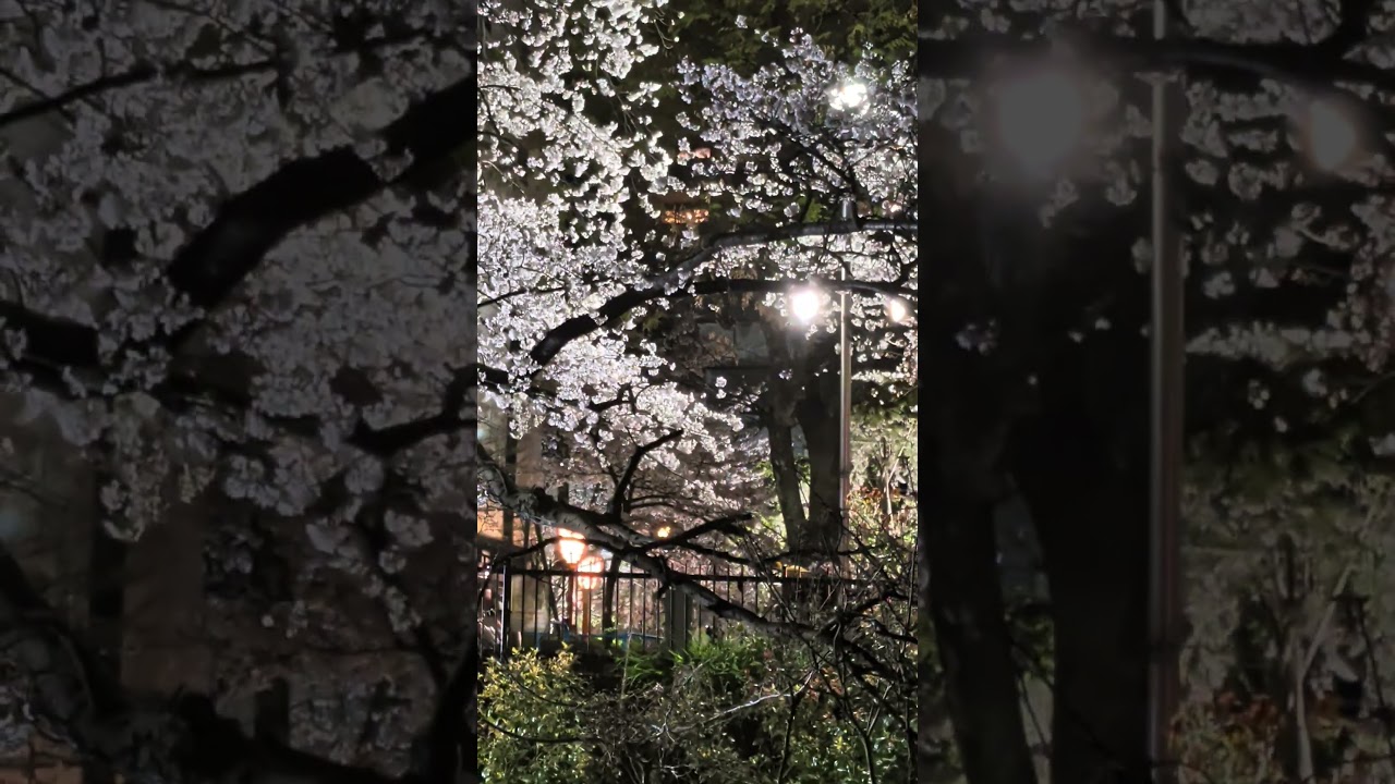 天秤座満月🌕️ピンクムーン京都鴨川