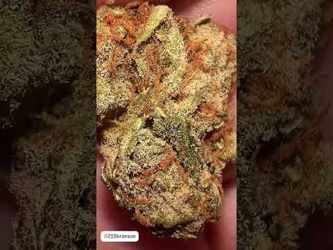 Kali Mist - 215 Branson