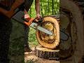 The secret hidden behind the ancient tree - exploiting the giant honey bee nest🐝 #bees #naturebee