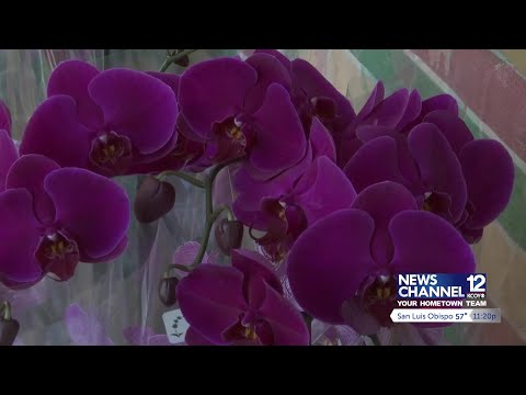 Westerlay Orchids finishes "100,000 Orchid Challenge" with special delivery