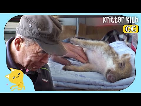 Old Man Saves Wild Piglet From Dogs And Piglet Saves Him From Fire (Part 1) | Kritter Klub
