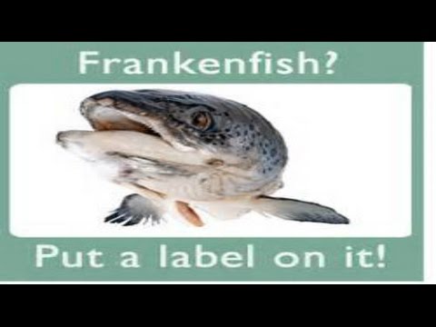 Genetically Modified Organisms Fish Frankenfish GMO salmon coming to a grocery store near you Video