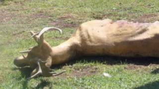 Vangelis - Apocalypse des Animaux