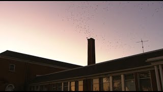 Thousands of swifts swarm in Monroe, Washington - KING 5 Evening