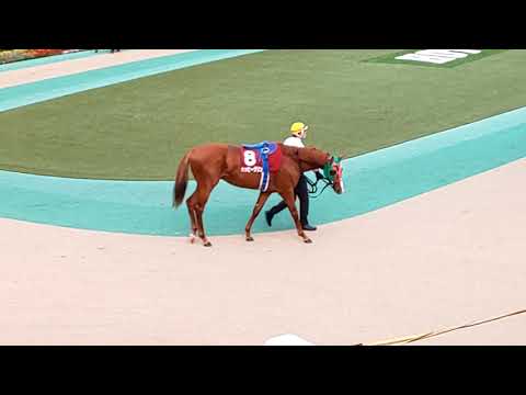 The 10 contenders for the GII 2019 Mainichi Okan in the parade ring
