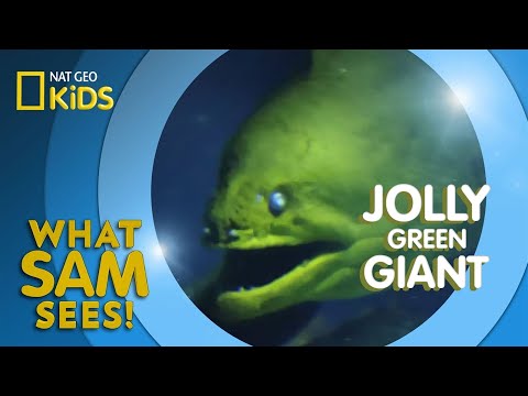 Jolly Green Giant | What Sam Sees