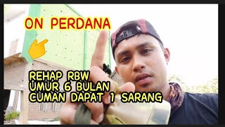 Download lagu Rehap Full Rbw umur 6 bulan cuman dapat 1 sarang, semoga bisa membuat pemilik rbw tersenyum kembali mp3