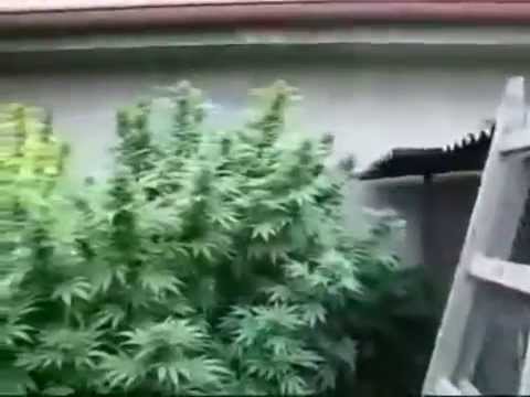 Herbalist Master - Mandinka Warrior - Reggae THC