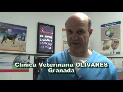 ¿Cuál es el mejor momento para la monta de una perra?