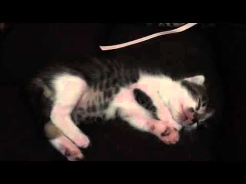 Doriana a gatinha que era da rua e seu filhote Peter Júnior.(2)