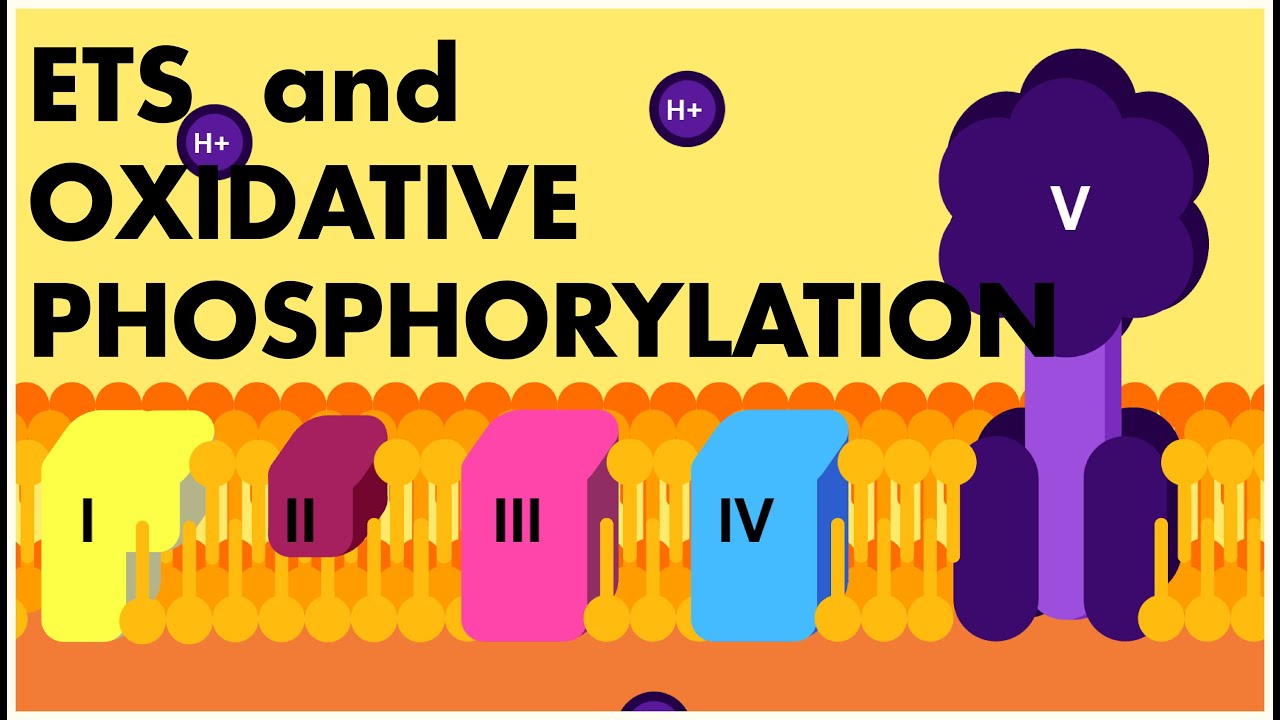 Electron Transport System ANIMATION | ETS and Oxidative Phosphorylation Class 11 Biology | NEET 2022