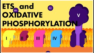 Electron Transport System ANIMATION | ETS and Oxidative Phosphorylation Class 11 Biology | NEET 2022