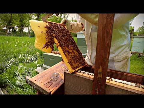 Beekeeping Basics | Why do Bees Swarm?