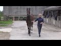 Goffs London Sale Walking Video VINTAGE BRUT