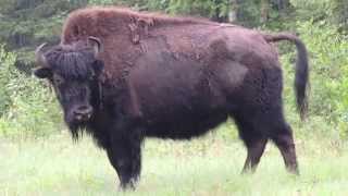 Download lagu Friedli goes Canada mp3