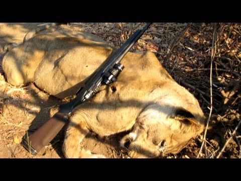 How to track down a man-eating lion How to track down a man-eating lion