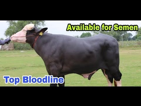 #HSB#Semen available Thakur animal genetic Hapur 9760956244 - 9027523503