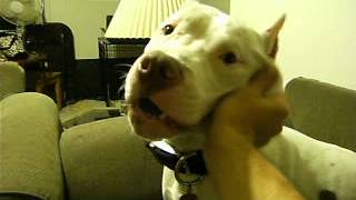 how to make a pitbull angry