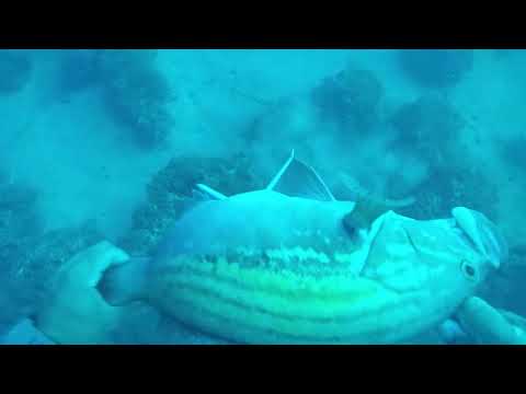 Golden grouper 2,4 k,Στηρα 2,4 κ