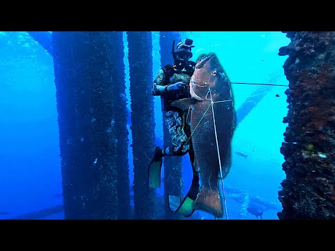 Spearfishing Offshore Oil Rigs WORLD RECORD SIZED 137 LB CUBERA SNAPPER!