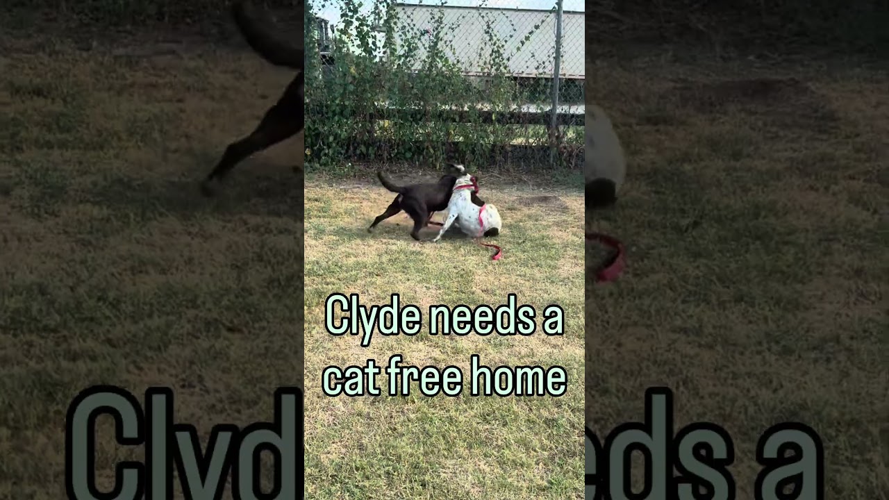 Clyde, a Adoptable Pit Bull Terrier in Norman, OK video 6/6
