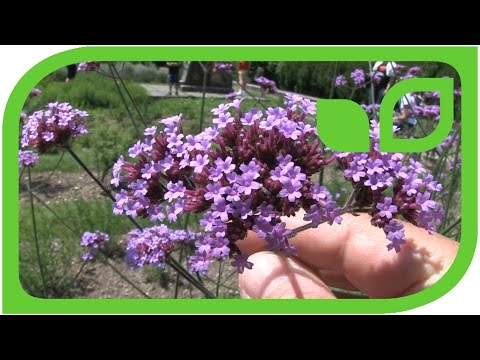 Verbena bonariensis - das patagonische Eisenkraut