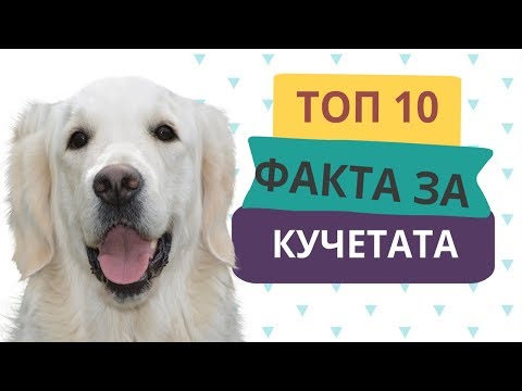 ТОП 10 ФАКТА ЗА КУЧЕТАТА