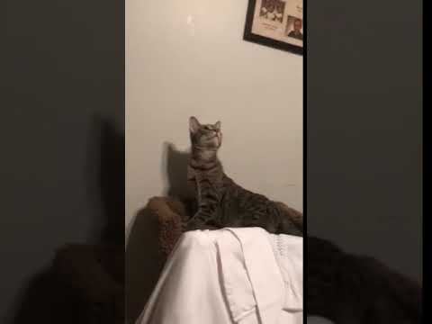 Cat scared of ceiling fan!