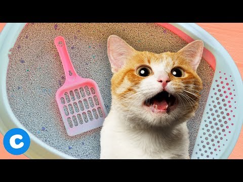 3 Self-Cleaning Litter Boxes for Your Cat | Chewy
