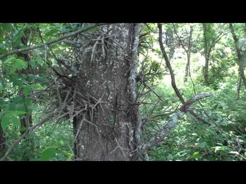 download lagu mp3 mp4 Trees In North Carolina, download lagu Trees In North Carolina gratis, unduh video klip Trees In North Carolina