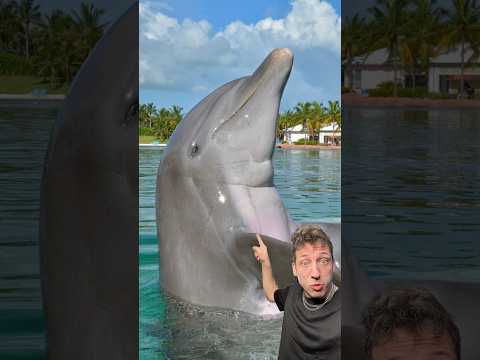 Dolphins might be the most intelligent animal 👀