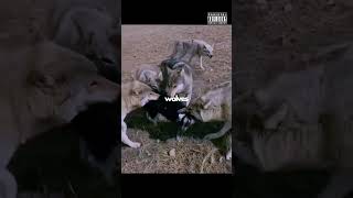 Why Dogs Play Tug Of War? (🎥: Latest Sightings)