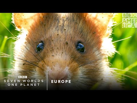 ヨーロッパ｜Seven Worlds, One Planet｜土曜21時｜BBCアメリカ (Europe | Seven Worlds, One Planet | Saturdays 9pm | BBC America)