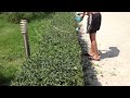 Gyvatvorių žirklės Bosch EasyHedgeCut 45 420W