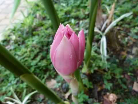 blooming torch ginger
