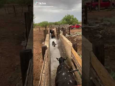 Vacas Bañándose..🐮🐄🐄 Al agua Vaca