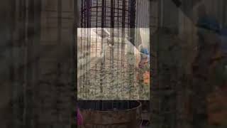 Bored pile rebar installing and Pouring concrete