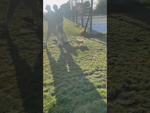 Cute Pomeranian seeing men for the first time (she has a crush 😱😱) 🥰🥰 #pomeranian #puppy #dog