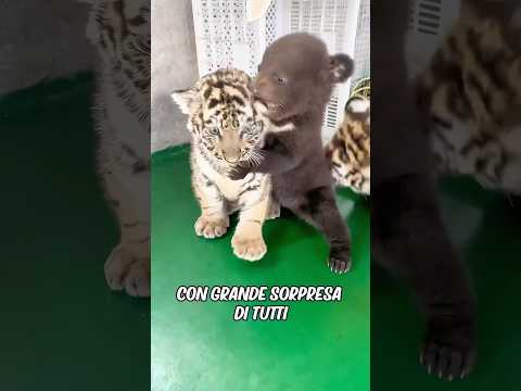 L'amicizia pura tra un cucciolo di orso e uno di tigre ❤️