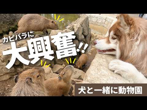 YouTube動画を再生