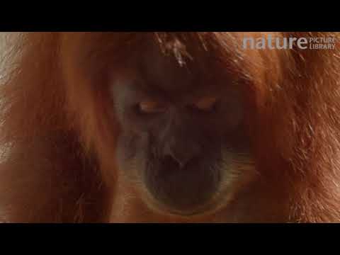 Female Sumatran orangutan feeding on bananas, with baby, North Sumatra, Indonesia