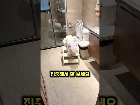 댕댕이가 계단을 타고 변기 위로 올라가는 이유