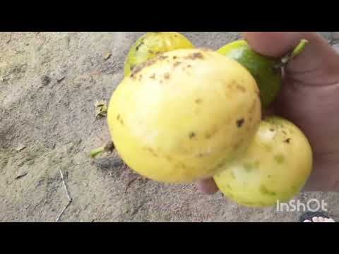 Sitio muito legal aqui em Rio formoso Pernambuco 