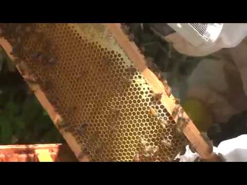 Projeto de apicultura aplicado pelo SENAR em Colinas   MA