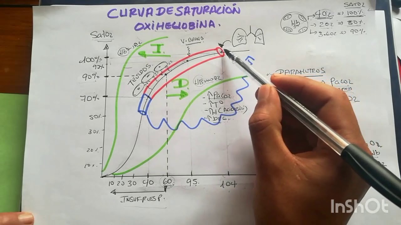 FISIOLOGÍA RESPIRATORIA - CURVA DE LA OXIHEMOGLOBINA
