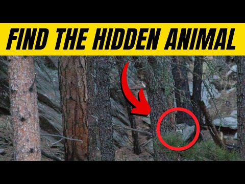 Find the Hidden Animals # 16