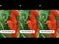 Tapa Tap Tapa Tap Funny Video Tapa Tap Video